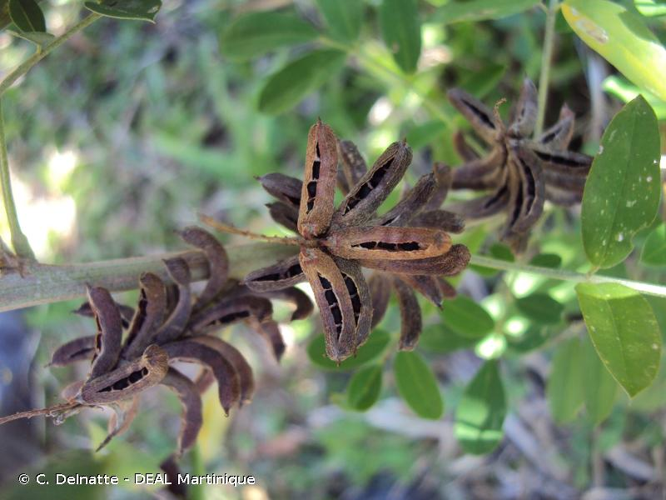 <i>Indigofera suffruticosa</i> Mill., 1768 &copy; C. Delnatte - DEAL Martinique