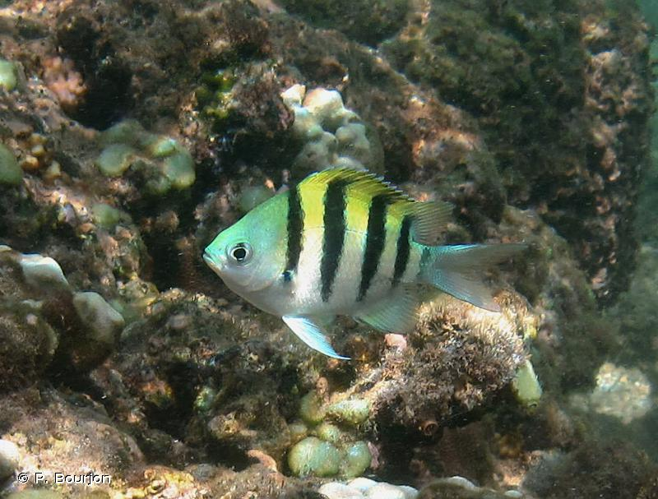 <i>Abudefduf vaigiensis</i> (Quoy & Gaimard, 1825) &copy; P. Bourjon