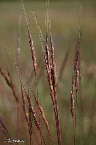 <i>Aegilops cylindrica</i> Host, 1802 &copy; O. Nawrot