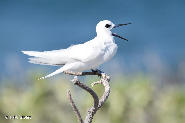 <i>Gygis alba</i> (Sparrman, 1786) &copy; J.-P. Siblet