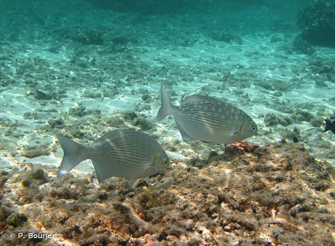 <i>Kyphosus cinerascens</i> (Forsskål, 1775) &copy; P. Bourjon