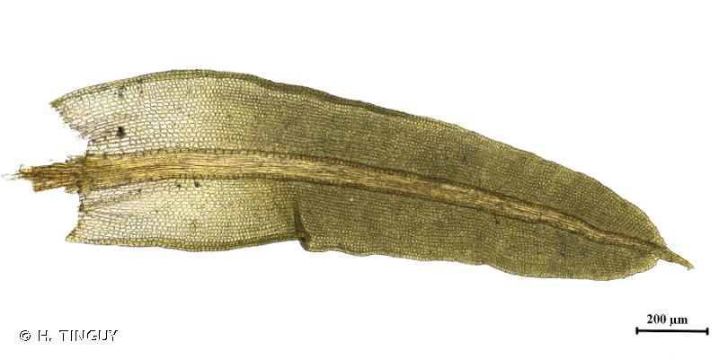 <i>Barbula unguiculata</i> Hedw., 1801 &copy; H. TINGUY