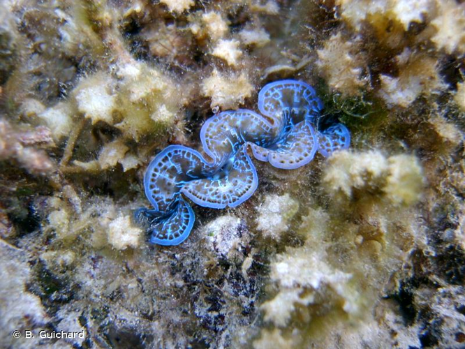 <i>Tridacna maxima</i> (Röding, 1798) &copy; B. Guichard