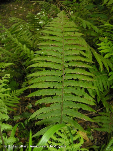 <i>Christella dentata</i> (Forssk.) Brownsey & Jermy, 1973 &copy; S. Sant/Parc Amazonien de Guyane