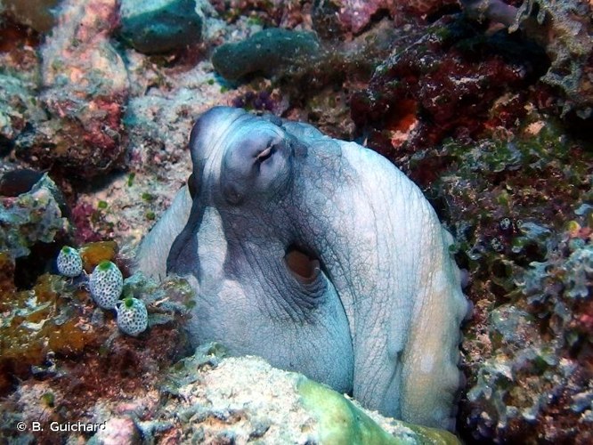 <i>Octopus cyanea</i> Gray, 1849 &copy; B. Guichard