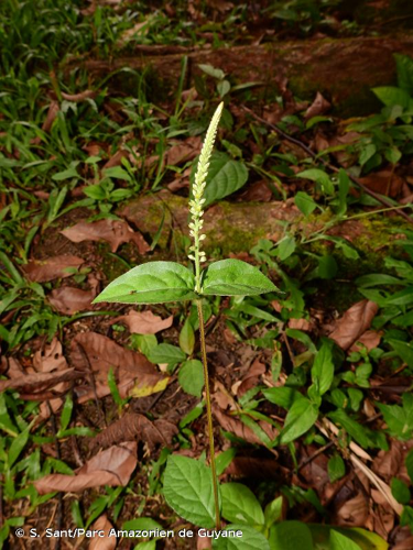 <i>Cyathula prostrata</i> (L.) Blume, 1825 &copy; S. Sant/Parc Amazonien de Guyane