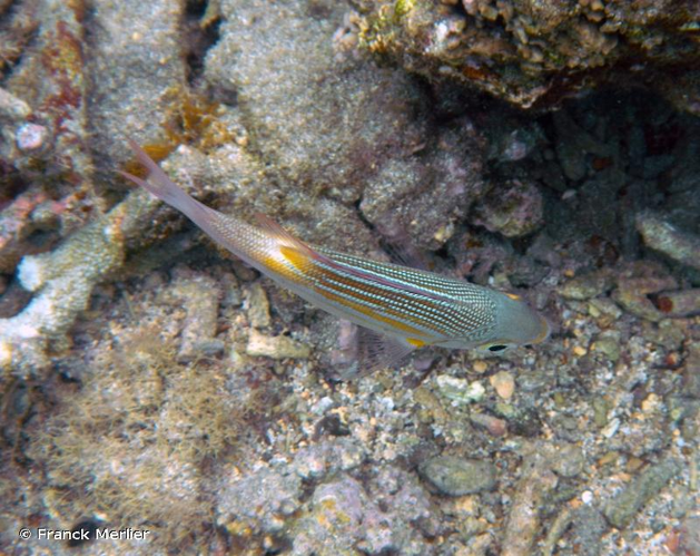 <i>Gnathodentex aureolineatus</i> (Lacepède, 1802) &copy; Franck Merlier