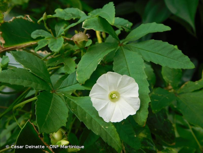 <i>Merremia quinquefolia</i> (L.) Hallier f., 1893 &copy; César Delnatte - ONF Martinique