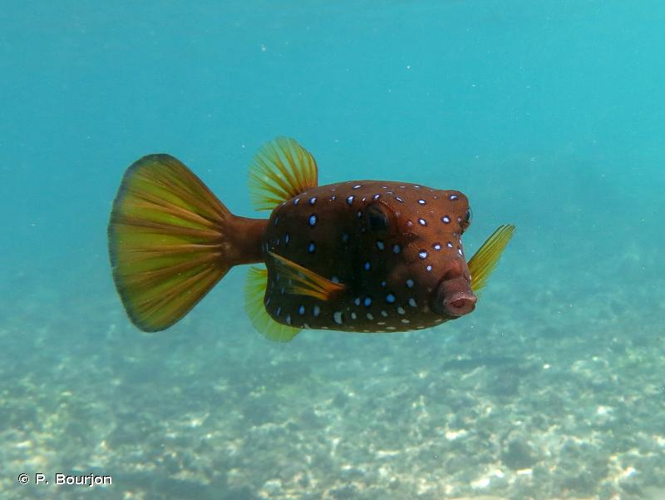<i>Ostracion cubicus</i> Linnaeus, 1758 &copy; P. Bourjon