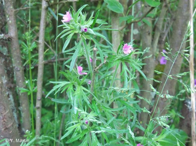 <i>Geranium dissectum</i> L., 1755 &copy; null