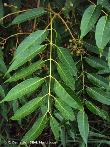 <i>Swietenia mahagoni</i> (L.) Jacq., 1760 &copy; C. Delnatte - DEAL Martinique