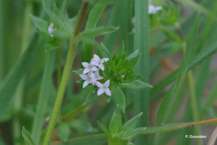 <i>Sherardia arvensis</i> L., 1753 &copy; P. Gourdain