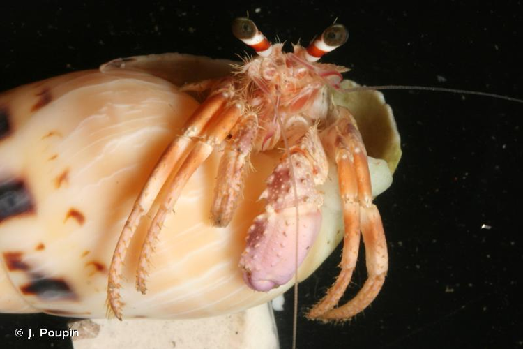 <i>Dardanus pedunculatus</i> (Herbst, 1804) &copy; J. Poupin