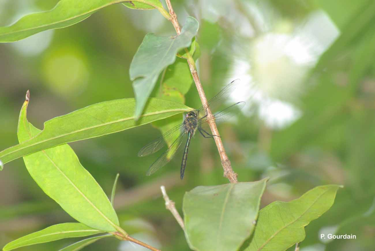 <i>Hemicordulia atrovirens</i> Dijkstra, 2007 &copy; P. Gourdain