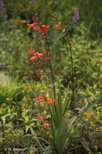 <i>Crocosmia </i>x<i> crocosmiiflora</i> (Lemoine) N.E.Br., 1932 &copy; O. Nawrot