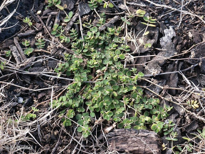 <i>Euphorbia viridula</i> Cordem. ex Radcl.-Sm., 1978 &copy; V. Boullet