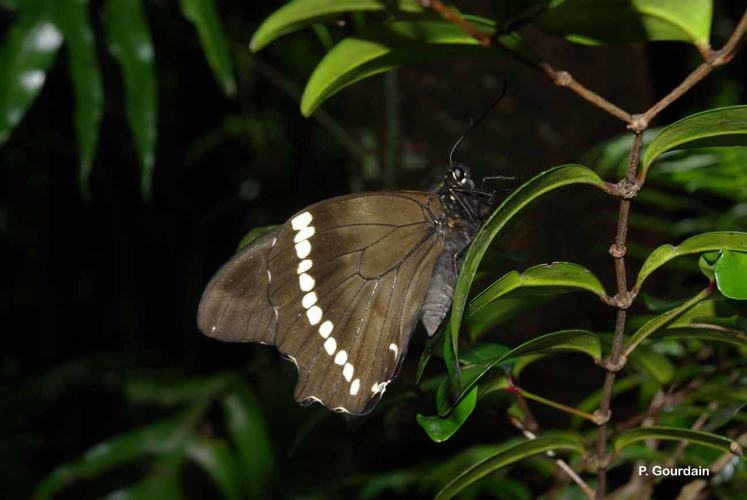 <i>Papilio phorbanta</i> Linnaeus, 1771 &copy; P. Gourdain