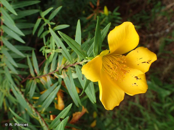 <i>Hypericum lanceolatum</i> Lam., 1797 &copy; R. Poncet