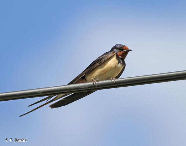<i>Hirundo rustica</i> Linnaeus, 1758 &copy; F. Jiguet