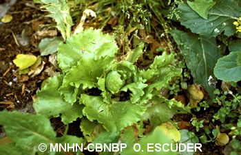 <i>Lactuca sativa</i> L., 1753 &copy; MNHN-CBNBP O. Escuder