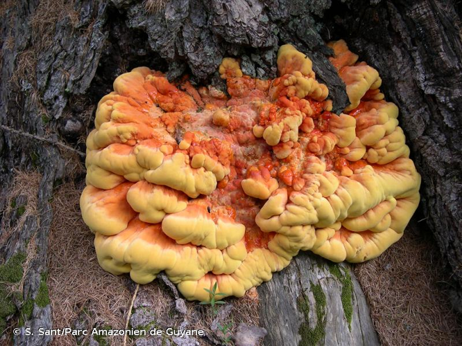 <i>Laetiporus sulphureus</i> (Bull. : Fr.) Murrill, 1920 &copy; S. Sant/Parc Amazonien de Guyane