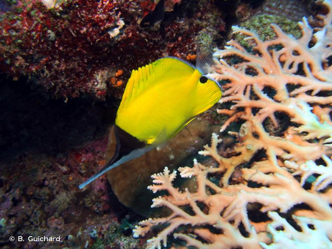 <i>Forcipiger longirostris</i> (Broussonet, 1782) &copy; B. Guichard
