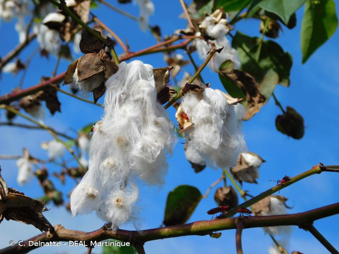 <i>Gossypium hirsutum</i> L., 1763 &copy; C. Delnatte - DEAL Martinique
