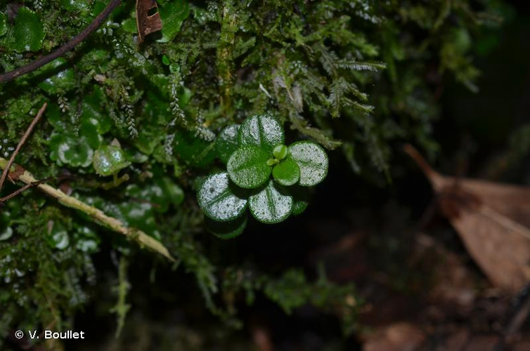 <i>Peperomia goudotii</i> Miq., 1843 &copy; V. Boullet