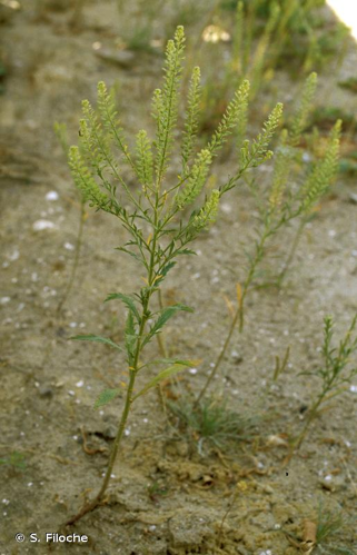<i>Lepidium virginicum</i> L., 1753 &copy; S. Filoche