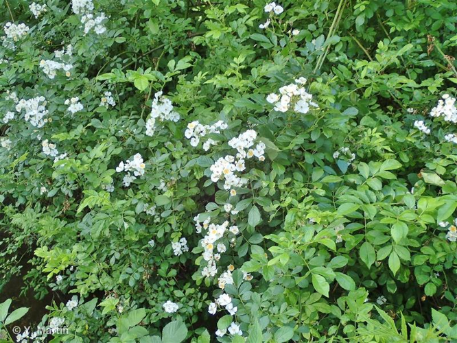 <i>Rosa multiflora</i> Thunb., 1784 &copy; null