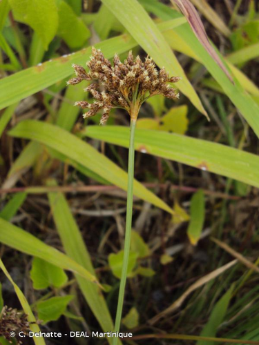 <i>Fimbristylis cymosa</i> R.Br., 1810 &copy; C. Delnatte - DEAL Martinique