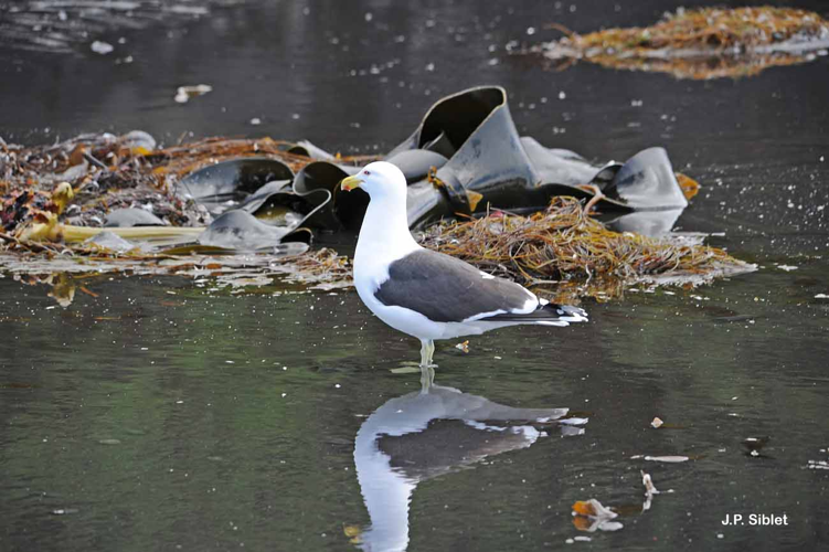 <i>Larus dominicanus</i> Lichtenstein, 1823 &copy; J.P. Siblet