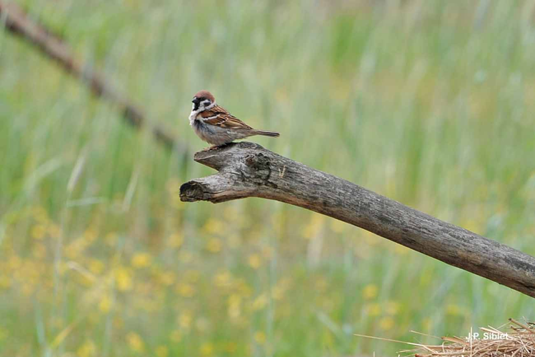 <i>Passer montanus</i> (Linnaeus, 1758) &copy; J.P. Siblet