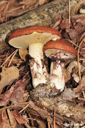 <i>Suillus luteus</i> (L. : Fr.) Roussel &copy; Y. Sellier