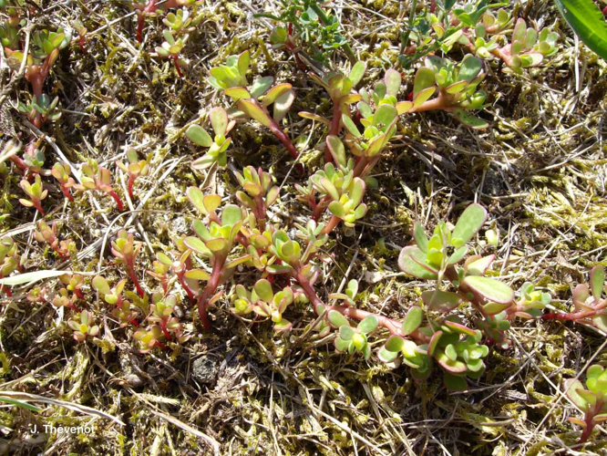 <i>Portulaca oleracea</i> L., 1753 &copy; J. Thévenot
