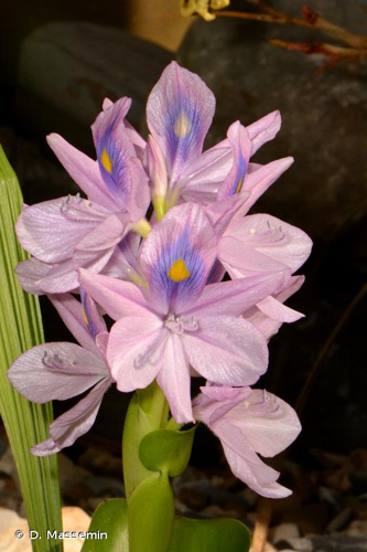 <i>Eichhornia crassipes</i> (Mart.) Solms, 1883 &copy; D. Massemin