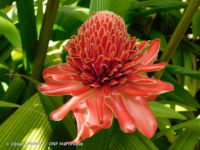 <i>Etlingera elatior</i> (Jack) R.M.Sm., 1986 &copy; César Delnatte - ONF Martinique