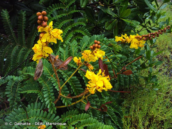 <i>Peltophorum pterocarpum</i> (DC.) Backer ex K.Heyne, 1927 &copy; C. Delnatte - DEAL Martinique