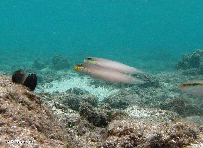 <i>Valenciennea strigata</i> (Broussonet, 1782) &copy; P. Bourjon