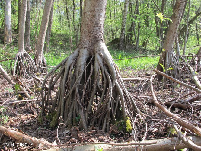 <i>Alnus glutinosa</i> (L.) Gaertn., 1790 &copy; H. TINGUY