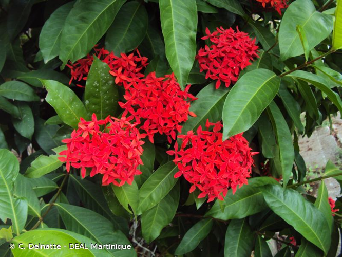 <i>Ixora coccinea</i> L., 1753 &copy; C. Delnatte - DEAL Martinique