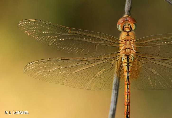 <i>Pantala flavescens</i> (Fabricius, 1798) &copy; J. LAIGNEL