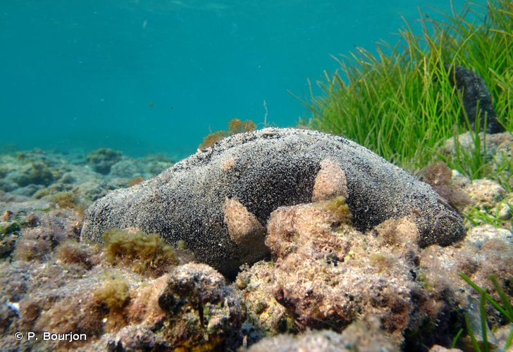 <i>Holothuria nobilis</i> (Selenka, 1867) &copy; P. Bourjon