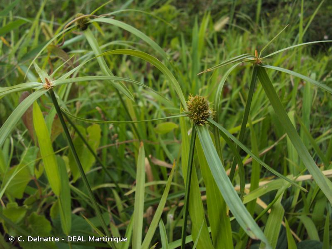 <i>Cyperus sesquiflorus</i> (Torr.) Mattf. & Kük., 1936 &copy; C. Delnatte - DEAL Martinique