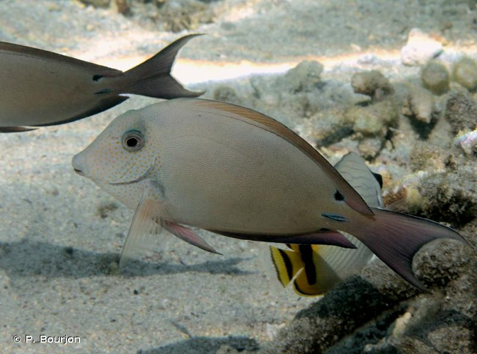 <i>Acanthurus nigrofuscus</i> (Forsskål, 1775) &copy; P. Bourjon
