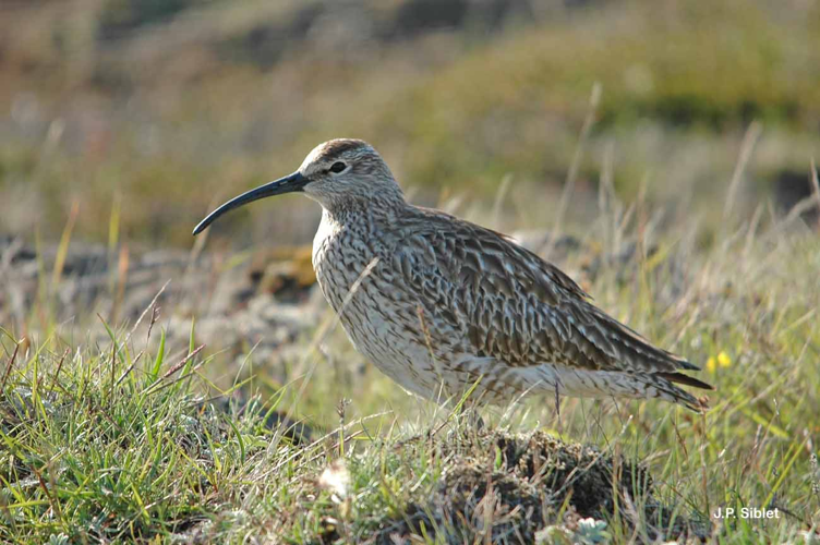 <i>Numenius phaeopus phaeopus</i> (Linnaeus, 1758) &copy; J.P. Siblet