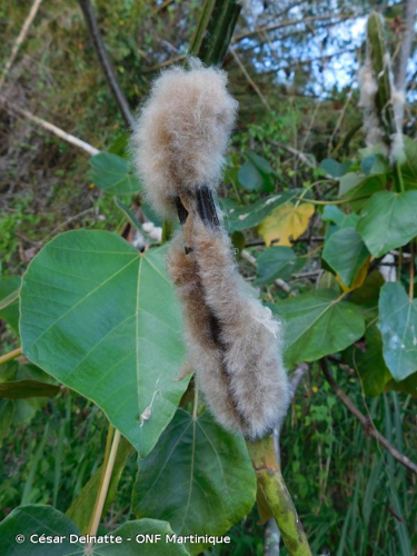 <i>Ochroma pyramidale</i> (Cav. ex Lam.) Urb., 1920 &copy; César Delnatte - ONF Martinique
