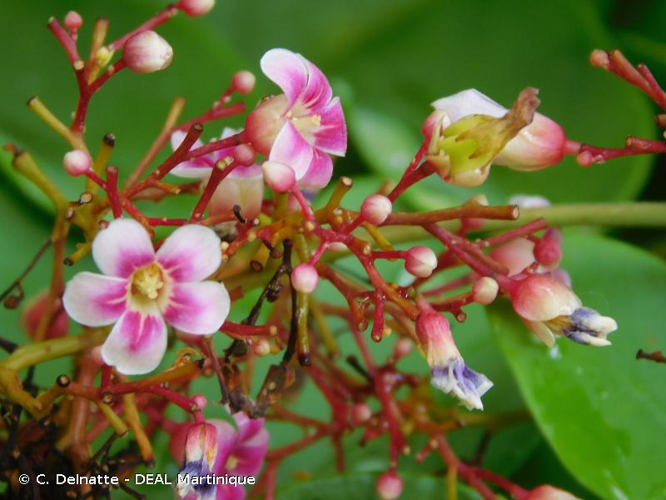 <i>Averrhoa carambola</i> L., 1753 &copy; C. Delnatte - DEAL Martinique