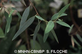 <i>Eucalyptus camaldulensis</i> Dehnh., 1832 &copy; MNHN-CBNBP S. Filoche