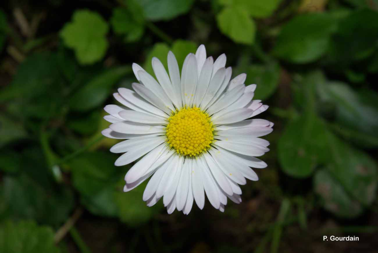 <i>Bellis perennis</i> L., 1753 &copy; P. Gourdain
